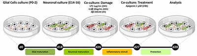 Neuroimmunomodulatory and Neuroprotective Effects of the Flavonoid Apigenin in in vitro Models of Neuroinflammation Associated With Alzheimer’s Disease
